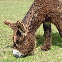 Poitou-Esel